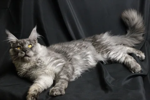 Bourgeois — Maine Coon kitten, black smoke, UkrFenix cattery, Kyiv — photo 9