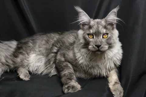 Bourgeois — Maine Coon kitten, black smoke, UkrFenix cattery, Kyiv — photo 10