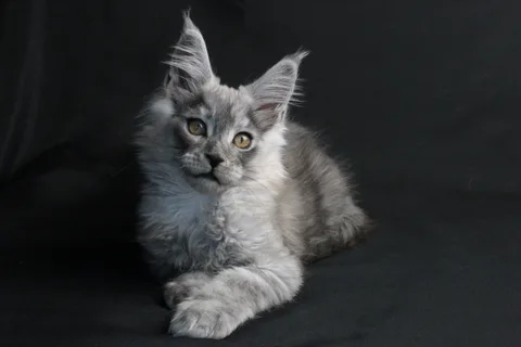 Bourgeois — Maine Coon kitten, black smoke, UkrFenix cattery, Kyiv — photo 11
