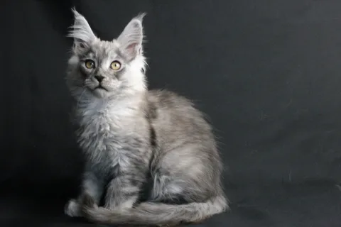 Bourgeois — Maine Coon kitten, black smoke, UkrFenix cattery, Kyiv — photo 12