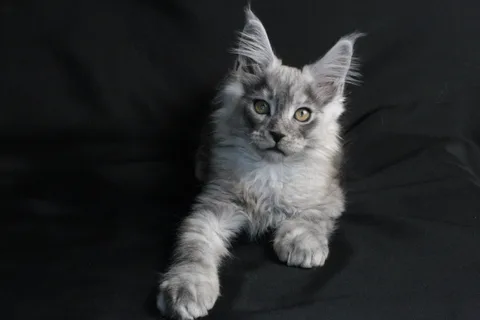 Bourgeois — Maine Coon kitten, black smoke, UkrFenix cattery, Kyiv — photo 13