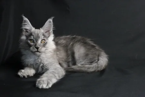 Bourgeois — Maine Coon kitten, black smoke, UkrFenix cattery, Kyiv — photo 14