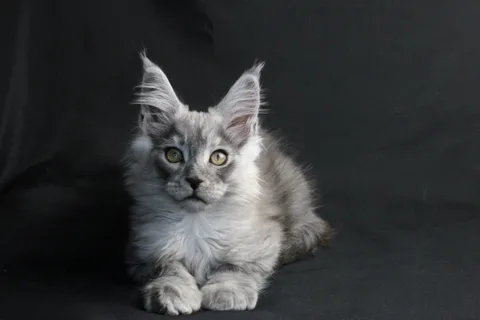 Bourgeois — Maine Coon kitten, black smoke, UkrFenix cattery, Kyiv — photo 15