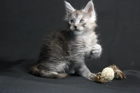 Bourgeois — Maine Coon kitten, black smoke, UkrFenix cattery, Kyiv — photo 16