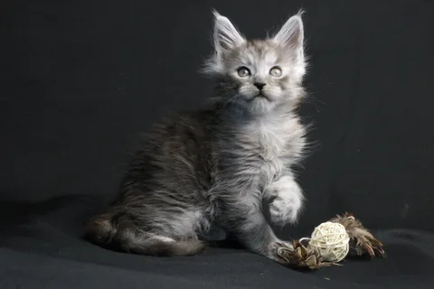 Bourgeois — Maine Coon kitten, black smoke, UkrFenix cattery, Kyiv — photo 17