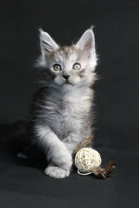 Bourgeois — Maine Coon kitten, black smoke, UkrFenix cattery, Kyiv — photo 18