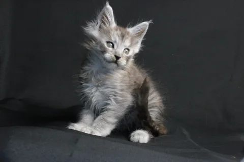Bourgeois — Maine Coon kitten, black smoke, UkrFenix cattery, Kyiv — photo 19
