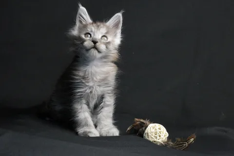 Bourgeois — Maine Coon kitten, black smoke, UkrFenix cattery, Kyiv — photo 20