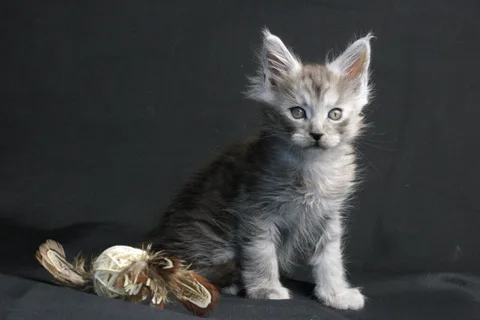 Bourgeois — Maine Coon kitten, black smoke, UkrFenix cattery, Kyiv — photo 21