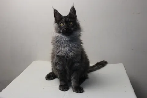 Coconut — кошеня мейн-кун, чорний димчастий, розплідник UkrFenix, Київ — фото 3