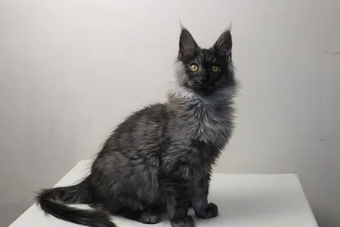 Coconut — кошеня мейн-кун, чорний димчастий, розплідник UkrFenix, Київ — фото 4