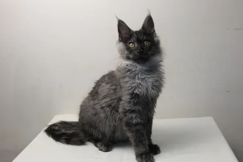 Coconut — кошеня мейн-кун, чорний димчастий, розплідник UkrFenix, Київ — фото 6