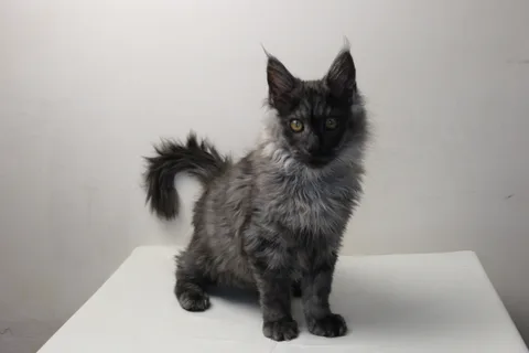 Coconut — кошеня мейн-кун, чорний димчастий, розплідник UkrFenix, Київ — фото 8