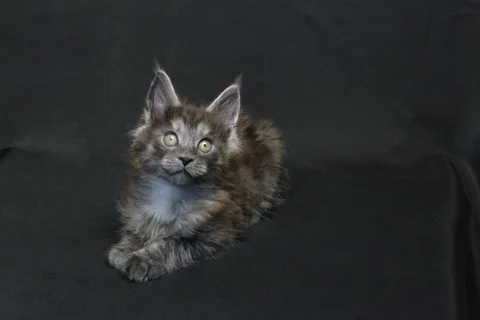 Coconut — кошеня мейн-кун, чорний димчастий, розплідник UkrFenix, Київ — фото 11