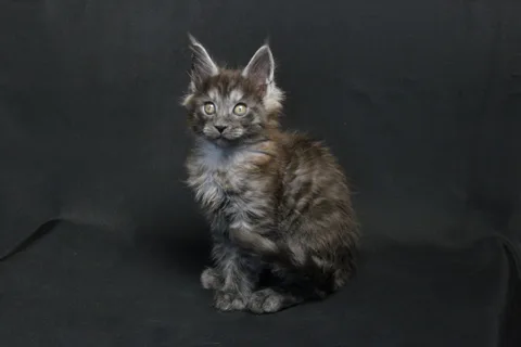 Coconut — кошеня мейн-кун, чорний димчастий, розплідник UkrFenix, Київ — фото 12