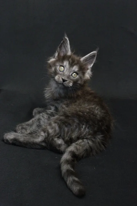 Coconut — кошеня мейн-кун, чорний димчастий, розплідник UkrFenix, Київ — фото 13