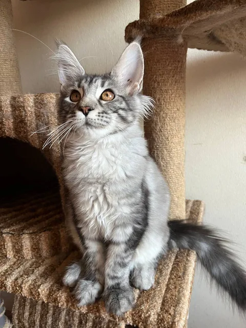 Carey — Maine Coon kitten, black silver classic tabby, UkrFenix cattery, Kyiv — photo 1