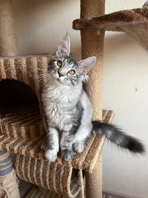 Carey — Maine Coon kitten, black silver classic tabby, UkrFenix cattery, Kyiv — photo 2