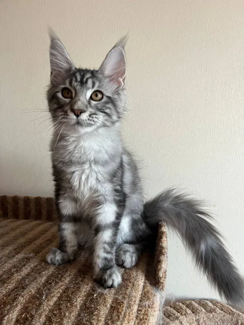 Cathie — кошеня мейн-кун, чорний срібний мармуровий, розплідник UkrFenix, Київ — фото 1