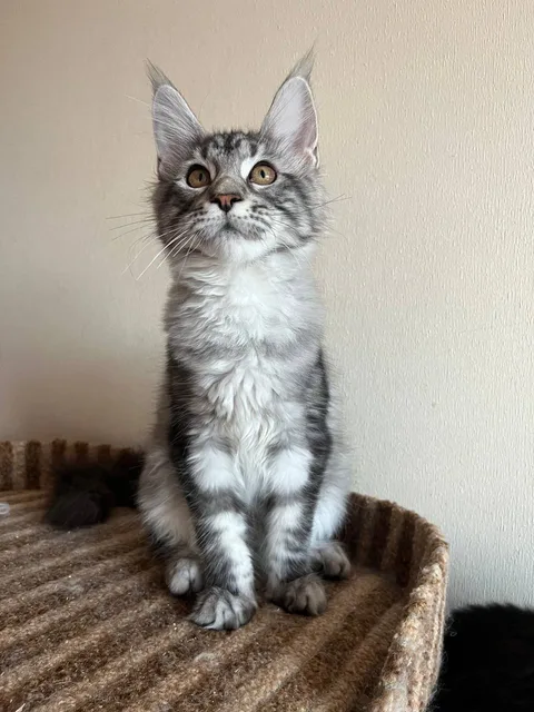 Cathie — кошеня мейн-кун, чорний срібний мармуровий, розплідник UkrFenix, Київ — фото 2