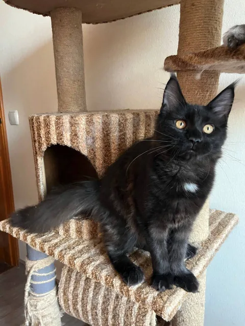 Cleopatra — кошеня мейн-кун, чорний, розплідник UkrFenix, Київ — фото 2