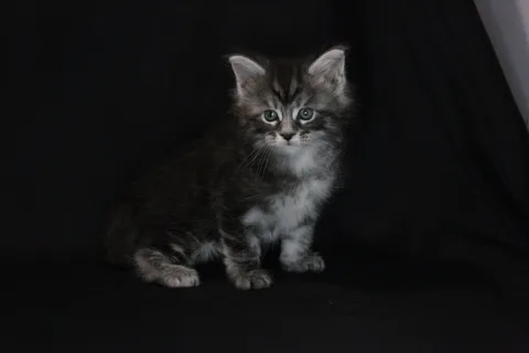 Agatha — кошеня мейн-кун, чорний димчастий, розплідник UkrFenix, Київ — фото 1