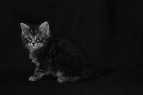Agatha — кошеня мейн-кун, чорний димчастий, розплідник UkrFenix, Київ — фото 2