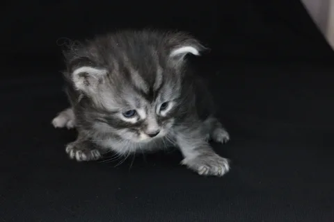 Agatha — кошеня мейн-кун, чорний димчастий, розплідник UkrFenix, Київ — фото 3