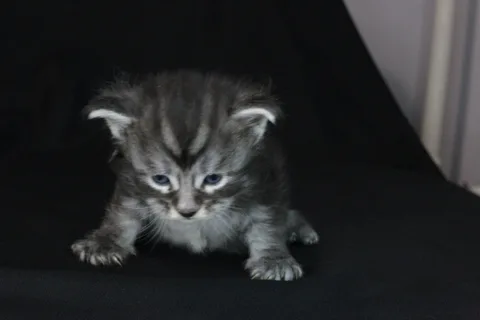 Agatha — кошеня мейн-кун, чорний димчастий, розплідник UkrFenix, Київ — фото 4