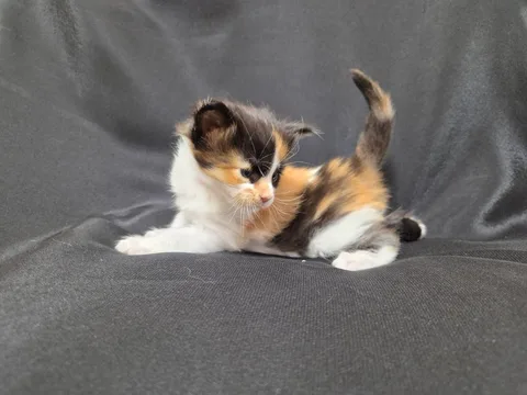 Athena — кошеня мейн-кун, чорна черепахова срібний мармуровий біколор, розплідник UkrFenix, Київ — фото 2