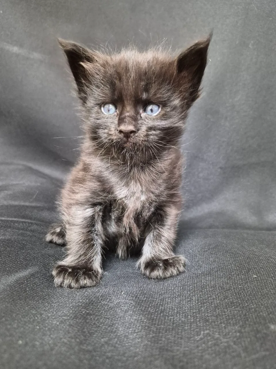 Axel — чорний